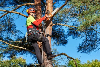 Commercial Tree Trimming in Bucks County, PA