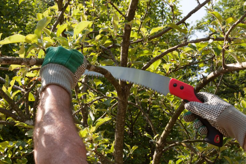Fig Pruning