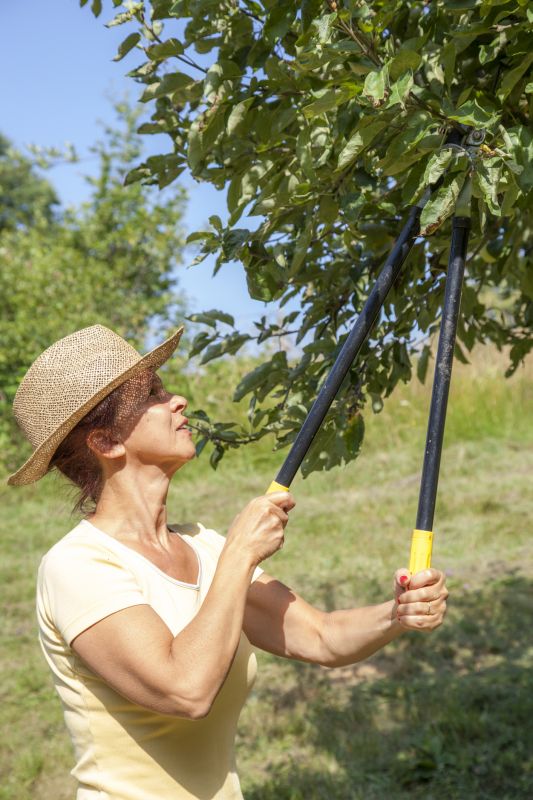 Fig Pruning