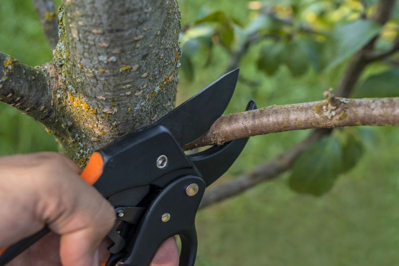 Fig Pruning