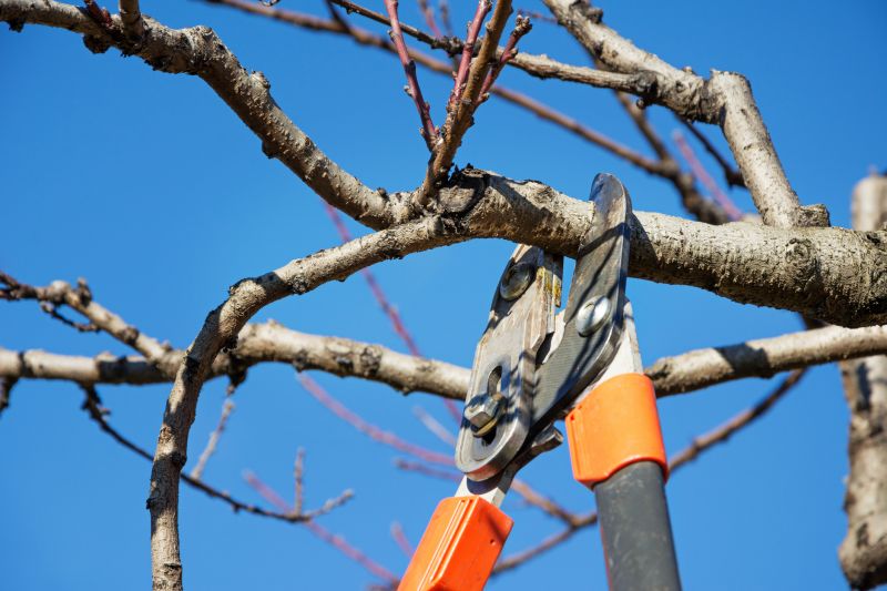 Fig Pruning