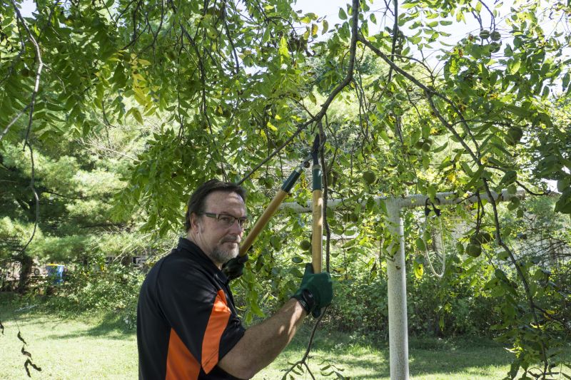 Fig Tree Pruning