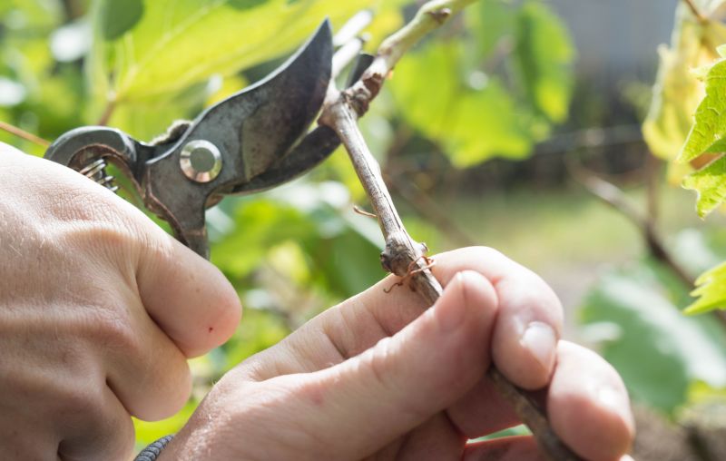 Pruning Shears