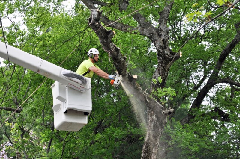 Spruce Tree Removal in Pottstown, PA