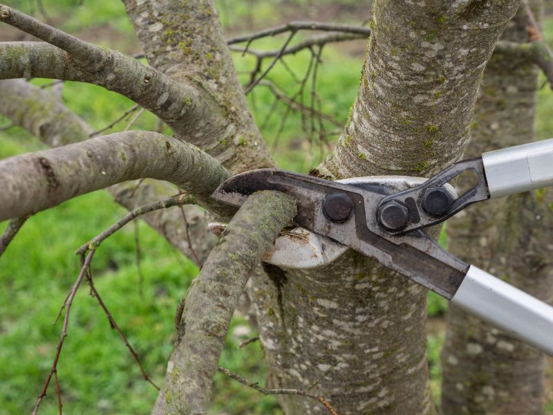 Pruning for Health