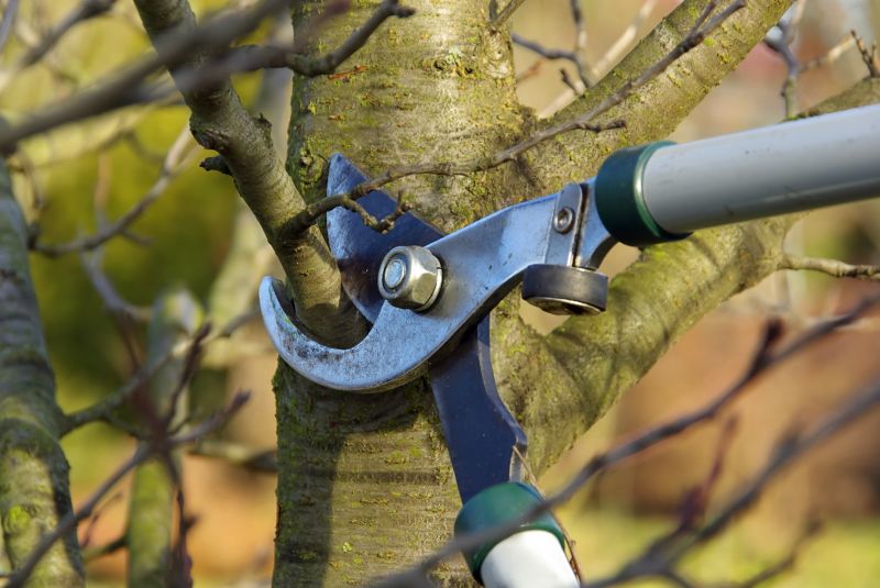 Structural Tree Pruning