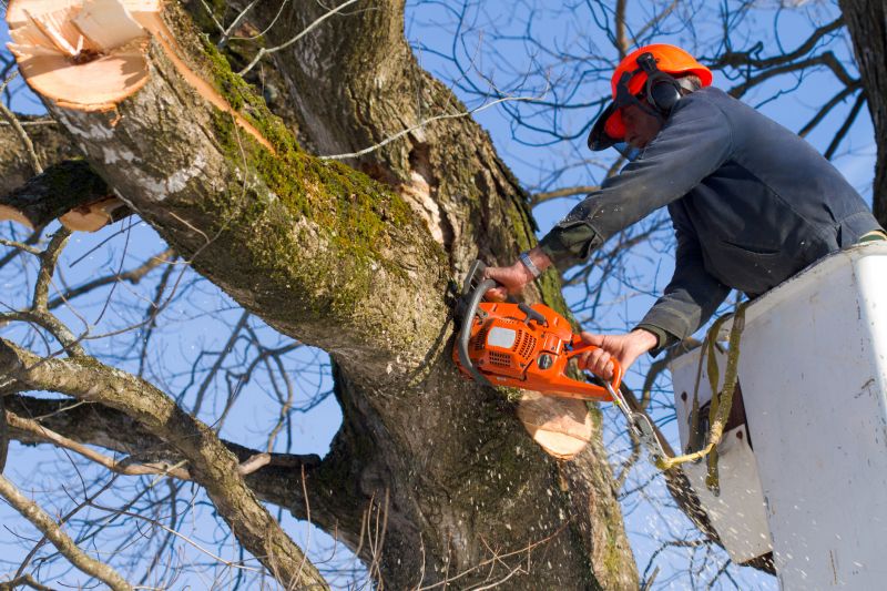 Willow Tree Removal in Doylestown, PA